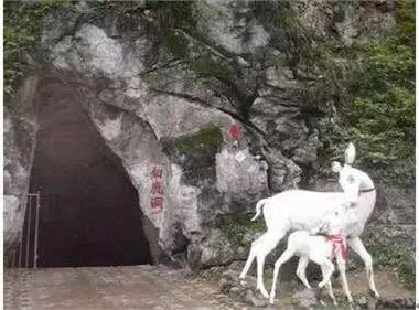 唐代宫廷宠物的三大来源