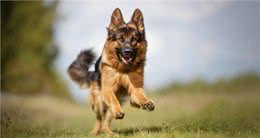 家里能养上这些猛犬，小偷就不敢惦记了