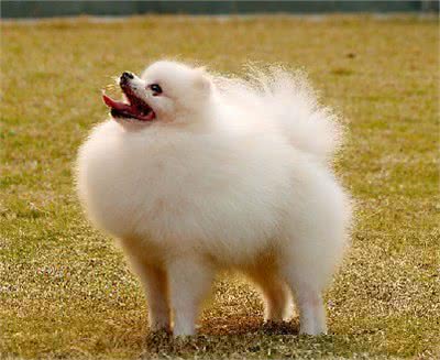小型宠物犬的品种都是有哪些