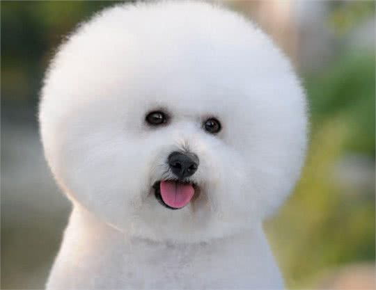 小型宠物犬的品种都是有哪些