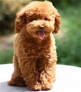 小型宠物犬的品种都是有哪些