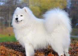 太神奇了!从你养的狗，可以看出你的性格