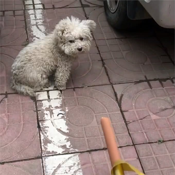 内心傲娇的流浪比熊，拒绝人类好意，她用一个月时间改变它