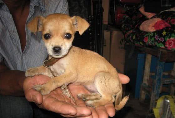 为什么一定要养外国狗?带你领略中国十大名犬的风采