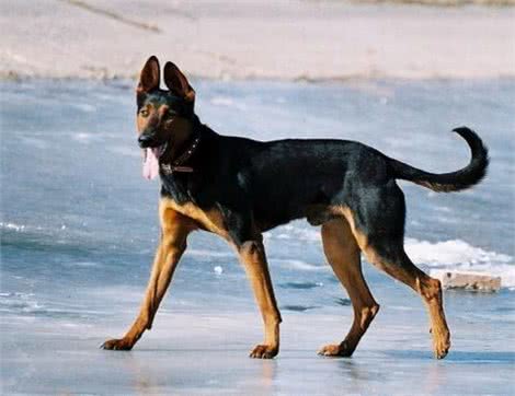 为什么一定要养外国狗?带你领略中国十大名犬的风采