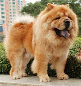 为什么一定要养外国狗?带你领略中国十大名犬的风采