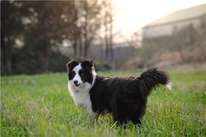 边境牧羊犬，全世界智商排名第一的犬种
