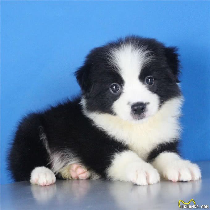 边境牧羊犬，全世界智商排名第一的犬种