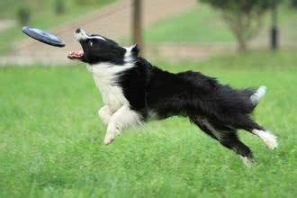 边境牧羊犬，全世界智商排名第一的犬种