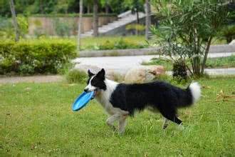 边境牧羊犬，全世界智商排名第一的犬种