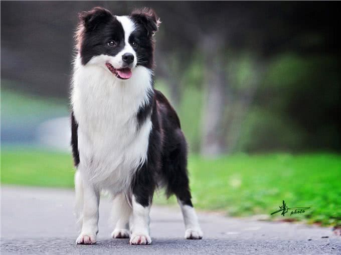 边境牧羊犬，全世界智商排名第一的犬种