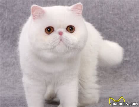 波斯猫?怎么选?