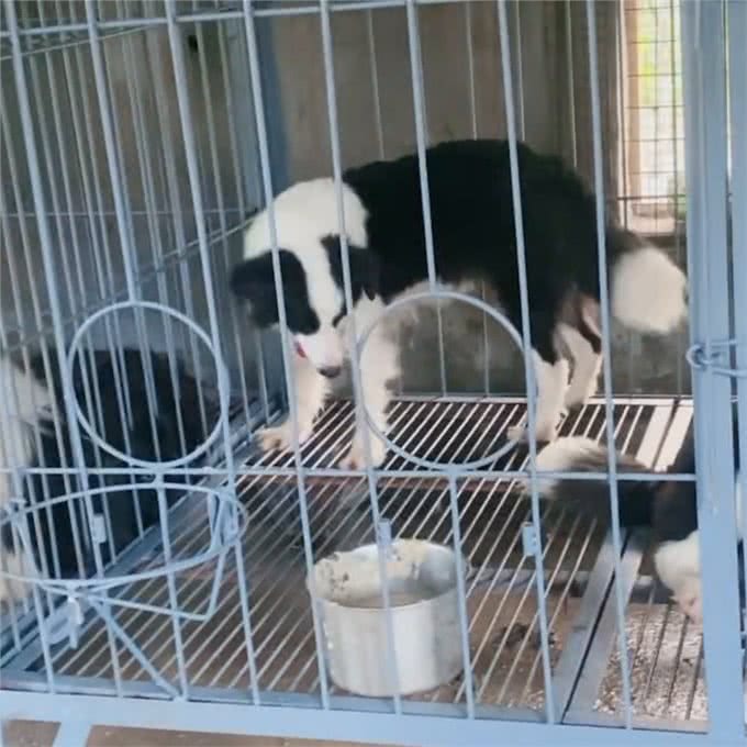 —边境牧羊犬