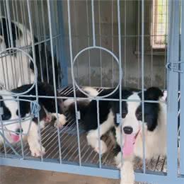 —边境牧羊犬