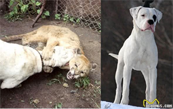 世界8大恶犬:藏獒都没有上榜!