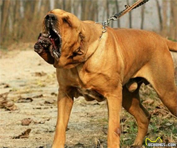 世界8大恶犬:藏獒都没有上榜!