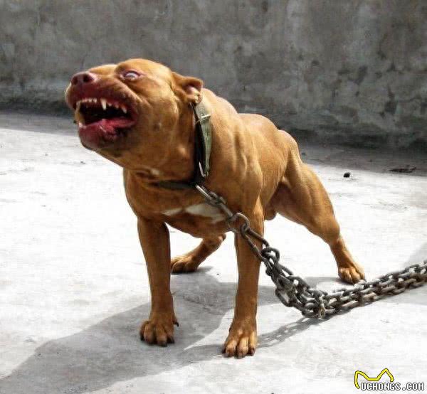 世界8大恶犬:藏獒都没有上榜!