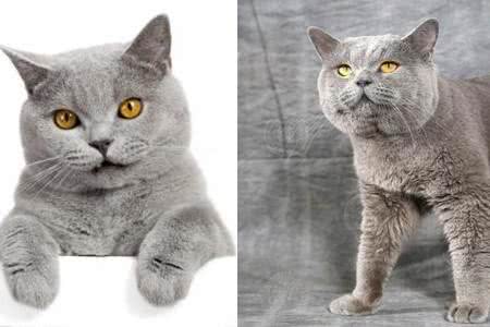 俄罗斯蓝猫性格分析:落入人间的冬之精灵