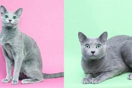 俄罗斯蓝猫性格分析:落入人间的冬之精灵