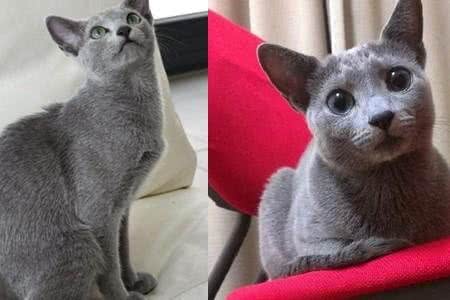 俄罗斯蓝猫性格分析:落入人间的冬之精灵