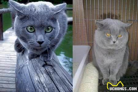 俄罗斯蓝猫性格分析:落入人间的冬之精灵