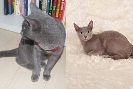 俄罗斯蓝猫性格分析:落入人间的冬之精灵