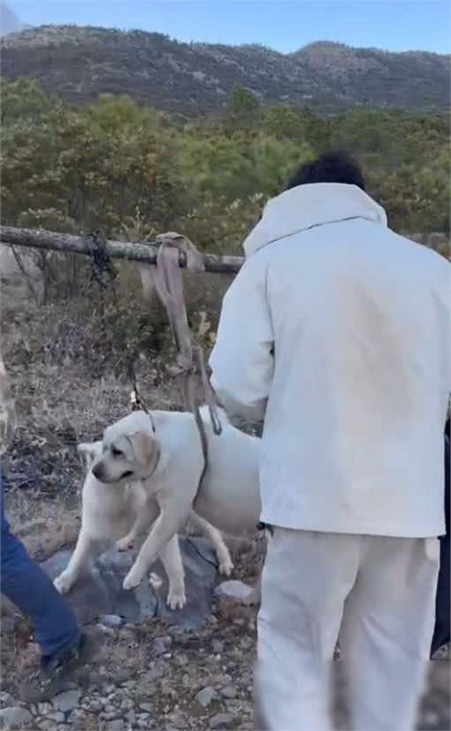 百斤狗狗爬山减肥失败，被抬下山引群嘲