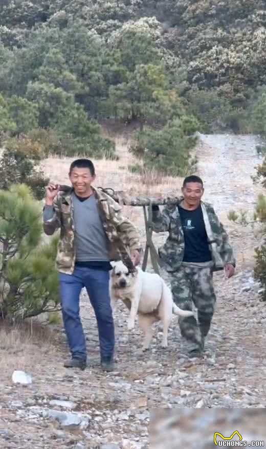 百斤狗狗爬山减肥失败，被抬下山引群嘲