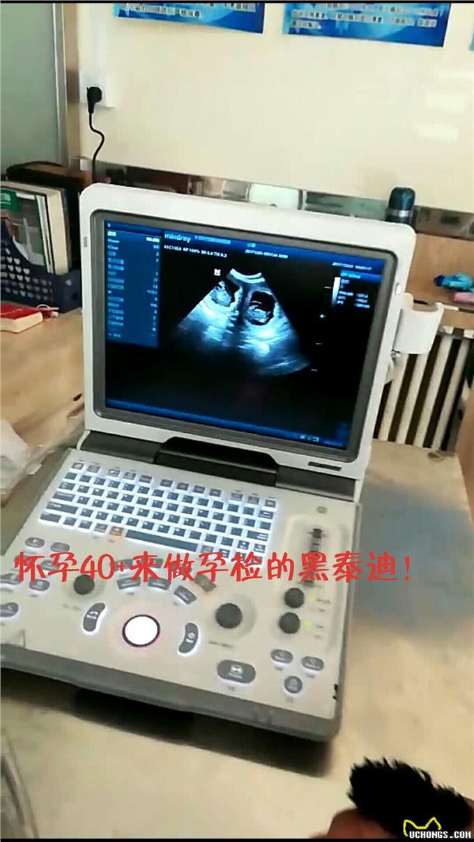 铲屎官,你家主子汪星人喊你回家,学习如何照顾它孕期和小狗狗