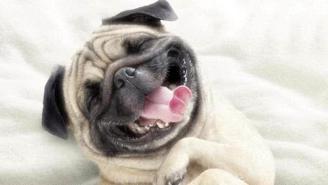 养过才明白:巴哥犬有8个优缺点，想养的主人进来看看