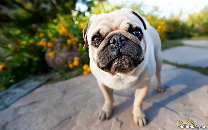 养过才明白:巴哥犬有8个优缺点，想养的主人进来看看