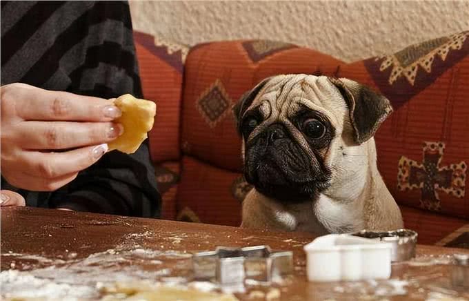 养过才明白:巴哥犬有8个优缺点，想养的主人进来看看