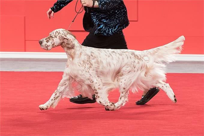 寻根问祖系列:英国塞特犬(EnglishSetter)