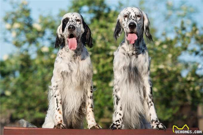 寻根问祖系列:英国塞特犬(EnglishSetter)