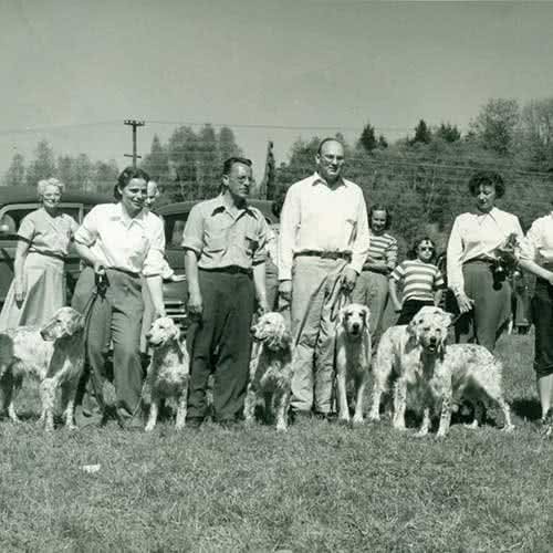 寻根问祖系列:英国塞特犬(EnglishSetter)