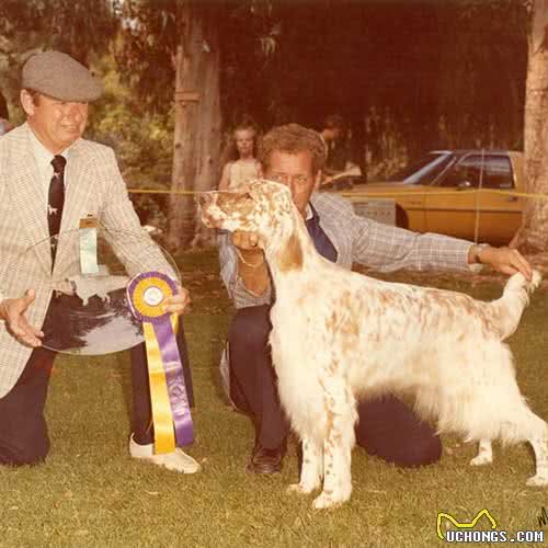 寻根问祖系列:英国塞特犬(EnglishSetter)