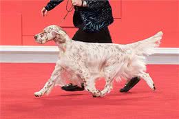寻根问祖系列:英国塞特犬(EnglishSetter)