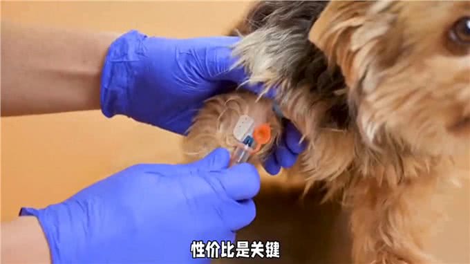 养狗经验分享，狗狗五联疫苗还是打八联疫苗?别慌这里教你选择