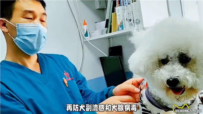 养狗经验分享，狗狗五联疫苗还是打八联疫苗?别慌这里教你选择