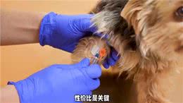 养狗经验分享，狗狗五联疫苗还是打八联疫苗?别慌这里教你选择