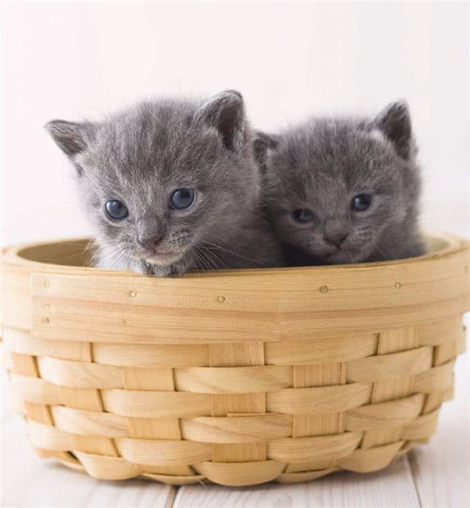 世界最聪明的猫，第一名好像一只狗