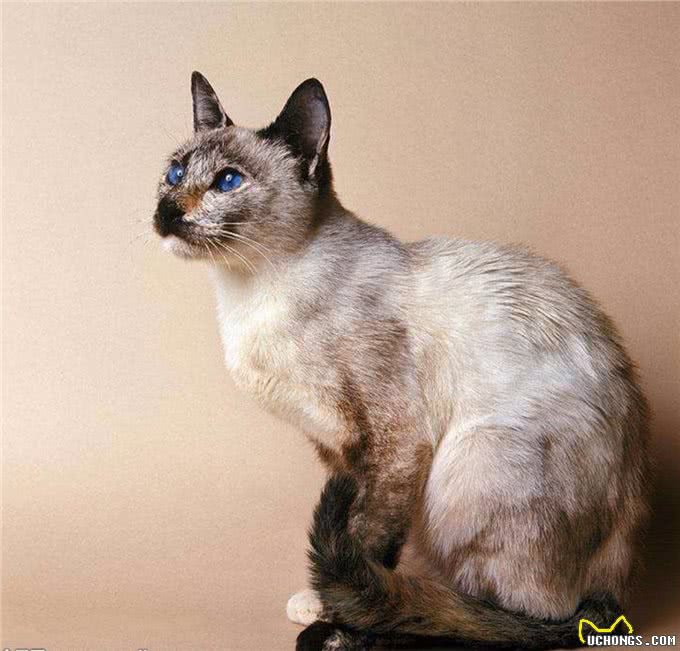 世界最聪明的猫，第一名好像一只狗