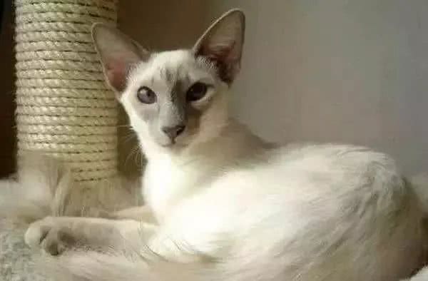 世界最聪明的猫，第一名好像一只狗