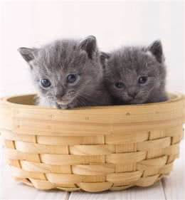 世界最聪明的猫，第一名好像一只狗