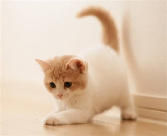 猫咪寿命有多长?这几个行为可以让猫咪多陪伴你几年