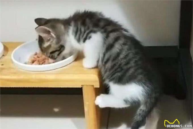 猫咪寿命有多长?这几个行为可以让猫咪多陪伴你几年