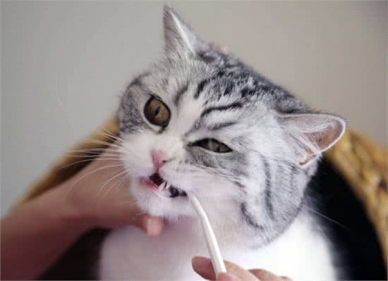 猫咪寿命有多长?这几个行为可以让猫咪多陪伴你几年