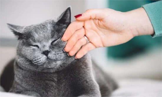 猫咪寿命有多长?这几个行为可以让猫咪多陪伴你几年