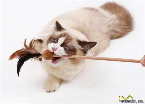 猫咪寿命有多长?这几个行为可以让猫咪多陪伴你几年