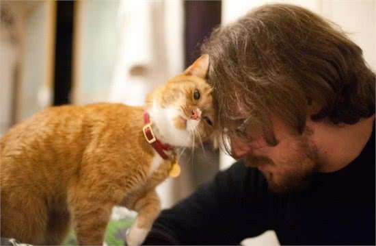 猫咪寿命有多长?这几个行为可以让猫咪多陪伴你几年